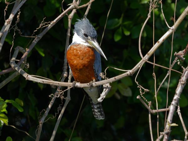 Amerikaanse reuzenijsvogel (Megaceryle torquata)
